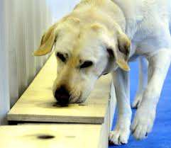 If you've been diagnosed with colon cancer, your doctor may recommend tests to determine the extent (stage) of how much does each treatment increase my chances that my colon cancer will be cured? Can Dogs Smell Cancer New Study Finds They Sniff Out Colon Cancer Just As Well As Colonoscopy Mlive Com