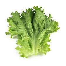 Boost your dog's wellness by adding lettuce, with all its vitamins and minerals, to their diet, for the following health benefits: Dog Can Eat Lettuce But Should They Best Advice