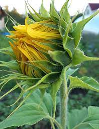 Sunflower Bud Close Up Sunflower Bud Flower Close Up On The Background Of Sum Sponsored Ad Paid Sunflower Leaves Sunflower Pictures Flower Close Up