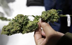 Cassava don't look much like marijuana up close, but they do have a similar leaf shape. Legal Weed In California A Consumer S Guide Los Angeles Times