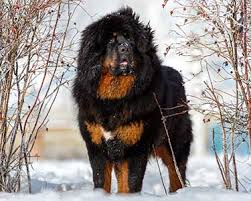 Its size means that this breed does better living in a large property with a garden, rather than an apartment. Tibetan Mastiff Dog Breeds Purina Australia