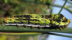 Image result for Deverra burchellii