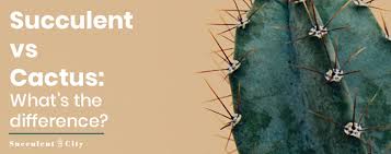 Aloe vera cactus(opuntia tuna) juice/super food/weight loss detox diet. Succulents Vs Cacti What S The Difference Succulent City