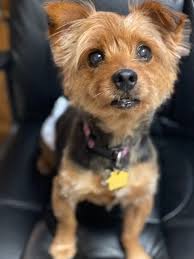Baton rouge casino spa hotels. Dog For Adoption Pacino A Yorkshire Terrier In Baton Rouge La Petfinder