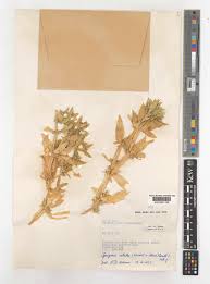 Image result for Geigeria