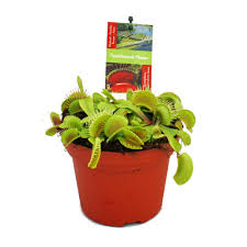 Wir stellen die gefräßige zimmerpflanze ausführlich vor und geben pflegetipps. Venusfliegenfalle Dionaea Muscipula 12cm Topf