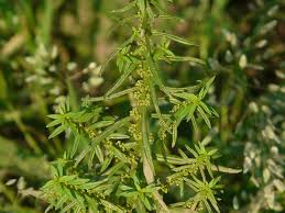 Image result for Ammannia aegyptiaca