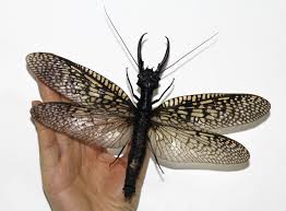 Chráněné druhy hmyzu v čr. Kdo Je Nejvetsi Hmyzi Rekordmani Maji Novou Konkurenci Abicko Cz