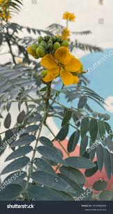 Image result for Senna hirsuta
