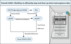 How To Map And Clean Up Short Read Sequence Data