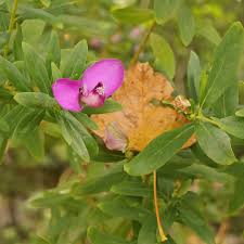 Image result for Polygala myrtifolia