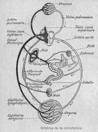 anatomie du corps humain physiologie judo coloriage djb