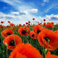 Annual Buddy Poppy Drive event image