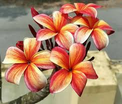 Pin On Frangipani
