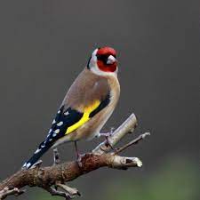 I think some of the confusion might. Les 5 Oiseaux Qui Chantent Le Mieux