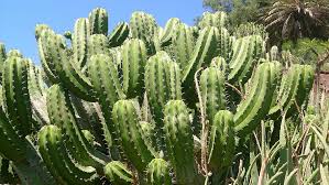 Certain species may be easier than others to propagate. Cactus Spike Plant Nature Botany Green Sharp Thorn Cacti Flora Pxfuel