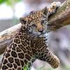 Jaguars will dip their tails. Https Encrypted Tbn0 Gstatic Com Images Q Tbn And9gcqyj0azas Ij8a3yaixgjjfyfxsh8g7atiamtbwkzl7rze6orj1 Usqp Cau