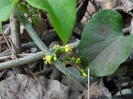 Image result for Tinospora orophila