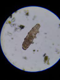They measure from less than 0.5mm to about 1.5. Tardigrade I Found With My New Microscope Tardigrades
