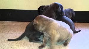 Why buy an american pit bull terrier puppy for sale if you can adopt and save a life? Blue Gator Razor Edge Pitbull Puppies Youtube