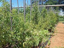 Image result for Searsia pyroides