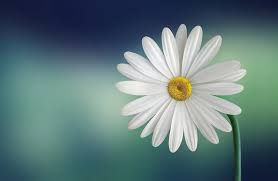 اجمل خلفيات لابتوب كيوت Laptop Wallpapers Hd For Windows 10 Tecnologis Flower Wallpaper Yellow Flowers Flowers