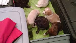 A bachelor party turned into a puppy party when the groom and his friends found a litter of puppies in the woods. What Happens When Puppies Crash A Bachelor Party