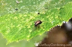 Maybe you would like to learn more about one of these? How To Control Flea Beetles In The Organic Garden Get Busy Gardening