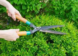 First off, burning bushes when pruned, they look much better. Pruning Schedule For Trees Shrubs Sunnyside Gardens Minneapolis
