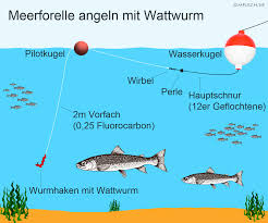 Angeln Auf Meerforelle Angeln Forellen Angeln Forelle