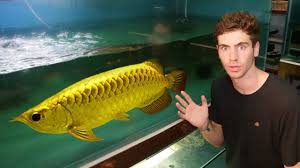 Pin By Peter On Fish Pet In 2020 Fish Pet Fish Breeders