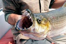 The Fish That Even Eats A Crocodile Its The Only Goliath Tiger Fish Tiger Fish River Monsters Monster Fishing