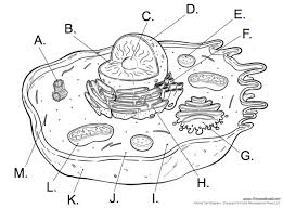 We did not find results for: Cell Diagrams Organelles Cell Structure Quiz Quizizz