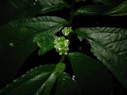 Image result for Elatostema welwitschii