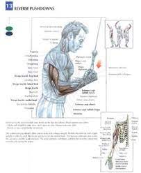 This muscle group is one of the most worked in the gym. 22 Best Training Anatomy Arms Ideas Workout Arm Workout Workout Chart