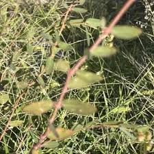 Image result for Trichilia quadrivalvis