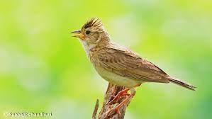 Garuda, cendrawasih, merpati, kakak tua, lovebird, elang, kenari, macaw dll yang cantik dipandang. 10 Macam Jenis Burung Branjangan Gacor Di Indonesia Populer