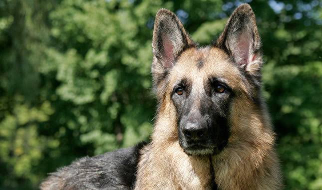 The History and Origin of the German Shepherd Dog – - German Shepherd  Rescue Elite