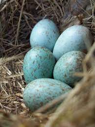 University of chicago press journals. Blackbird S Secret Blue Eggs Black Bird Bird Eggs