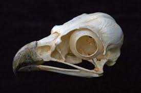 Osprey Skulls Replicas Models Skeletons And Skulls Superstore Bird Skull Skull Animal Skeletons