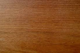 Image result for Cleistanthus schlechteri