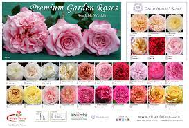 Garden Roses For Wedding Season Beautiful Rose Flowers David Austin Roses Flowers