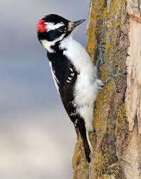 A Downy Woodpecker Was Spotted In A Garden In Queens Ny They Are North America S Smallest Woodpeckers One Su Backyard Birds Beautiful Birds Downy Woodpecker