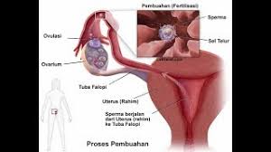 Ketahui lebih lanjut mengenai kitaran dan ovulasi anda. Perbezaan Antara Ivf Dan Iui 2021 Kesihatan