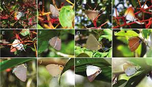 Image result for Helixanthera