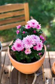 Surprise Now S Actually The Best Time To Plant These Iconic Fall Flowers Mums Flowers Fall Flowers Chrysanthemum Growing