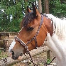 Hööks hestesport er skandinaviens førende virksomhed indenfor hestesportsbranchen og sælger alt til rytter, hest og hund. Jetzt Neu Unser Multifunktions Kappzaum Mit Funf Ringen Kann Auch Als Sidepull Oder Zum Vierzugeligen Reiten Verwendet Werde Horses Bitless Bridle Horse Tack