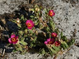Image result for Portulaca kermesina