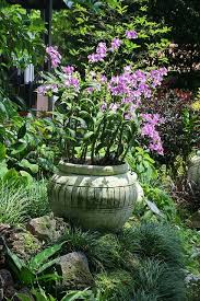 Singapore National Orchid Garden Orchids Garden Orchid Pot Dendrobium Orchids