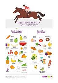 Info Graph What Horses Can Can T Eat Horse Nation